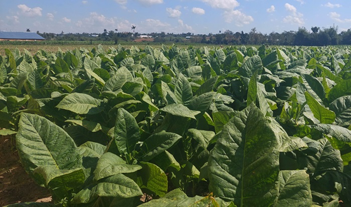 plantaciones de tabaco
