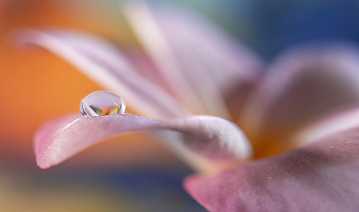 Naturaleza Digital Online 2026